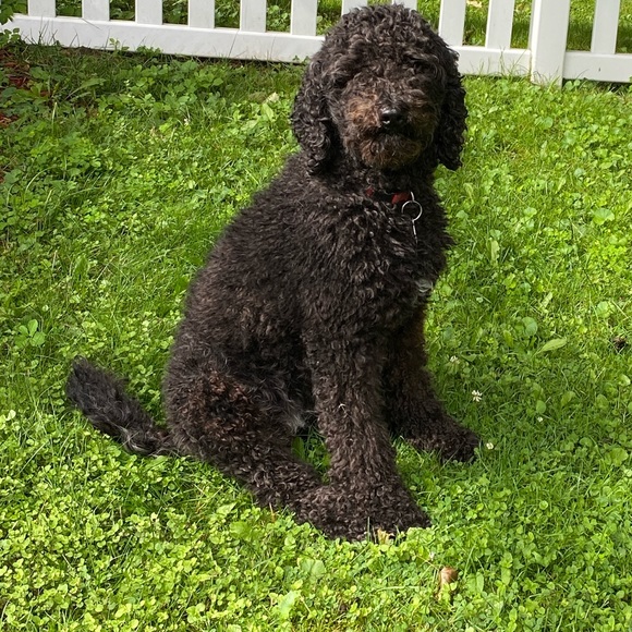 Meet your Posher, Debra - Picture 1 of 2